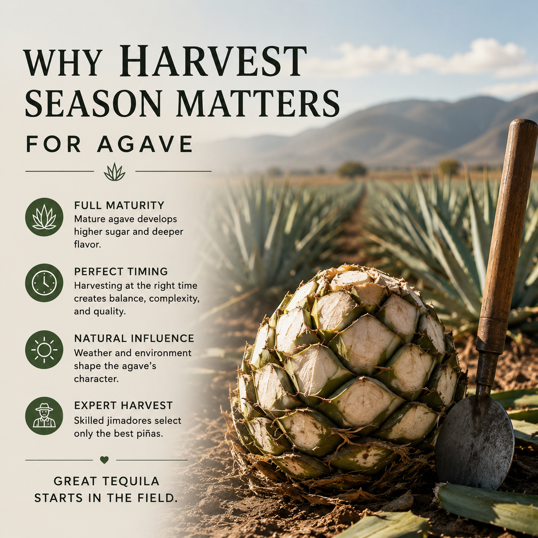 Why Harvest Season Matters for Agave